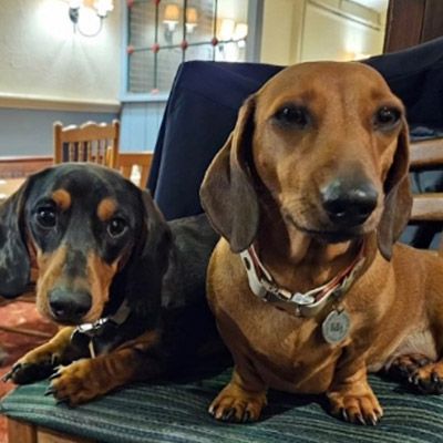 Dog Friendly restaurant Wroughton