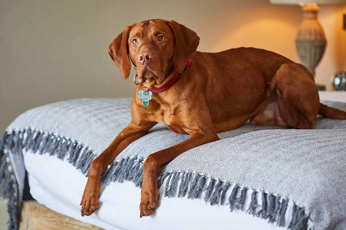 Dog friendly rooms